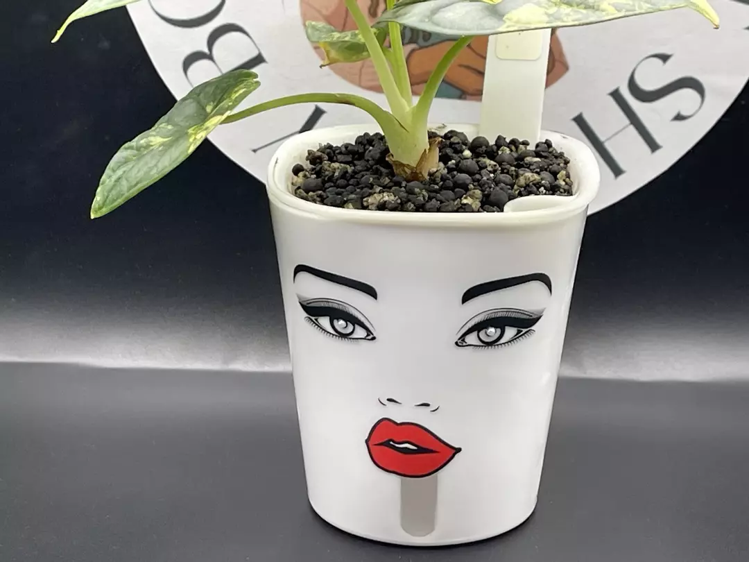 3inch Custom Self Watering Pot thumbnail