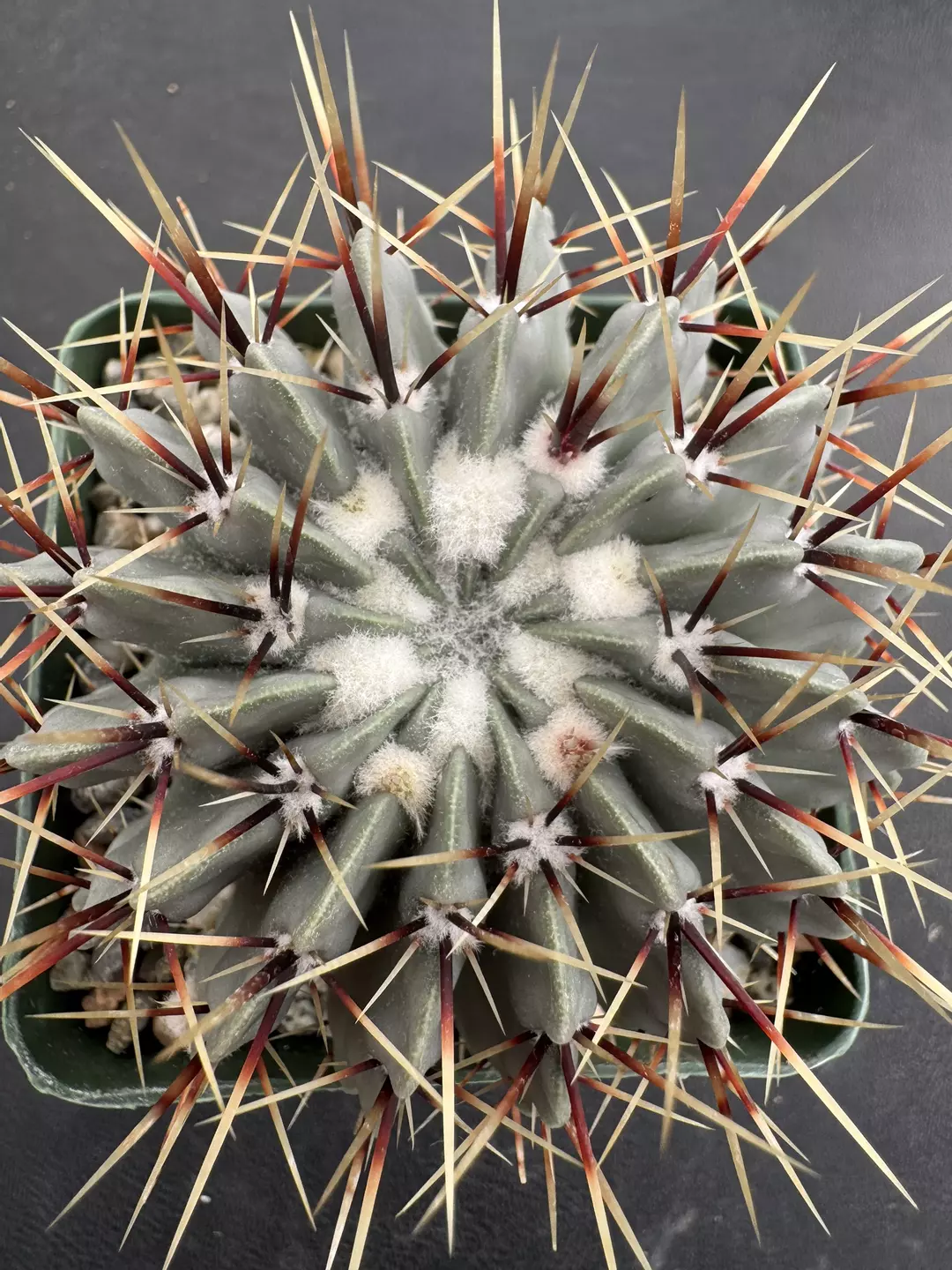 4’ Notocactus Buiningii thumbnail