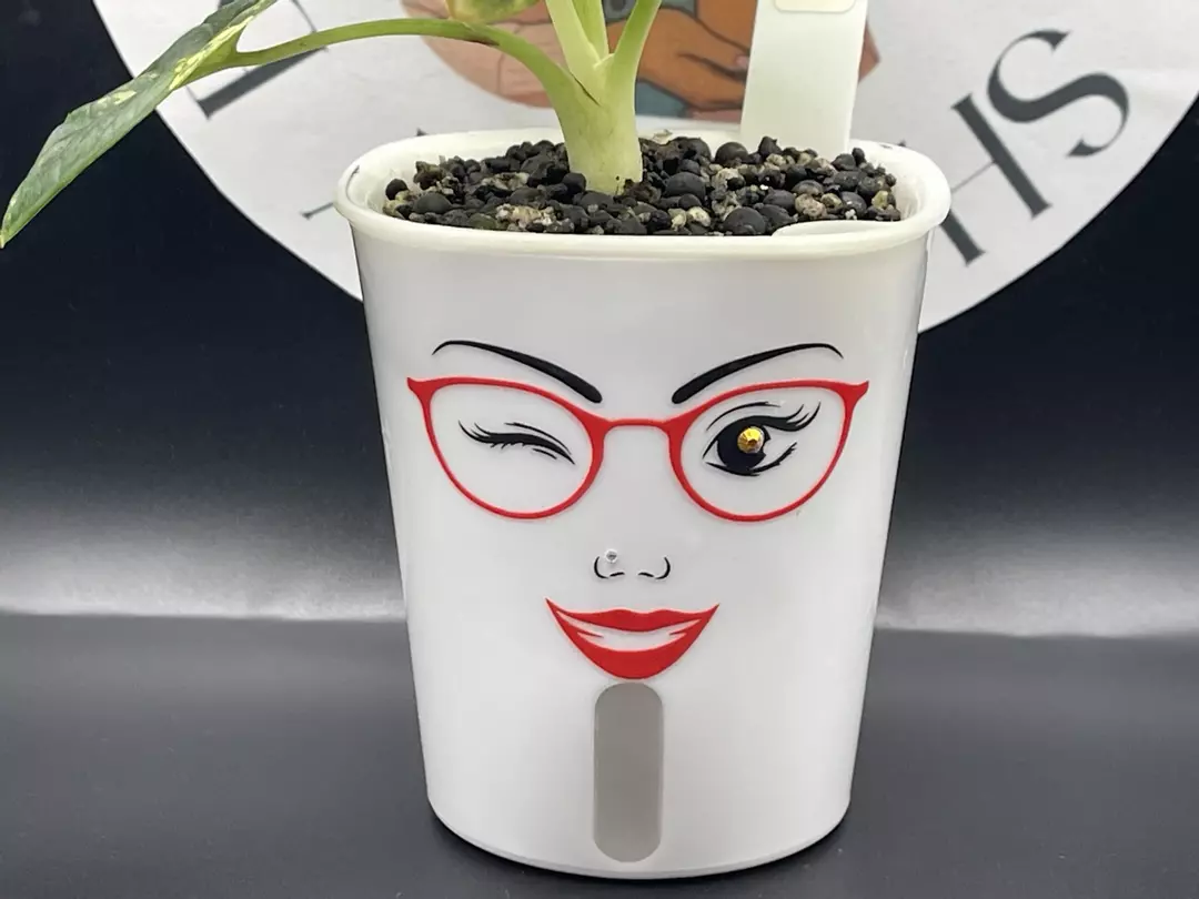 3inch Custom Self Watering Pot thumbnail