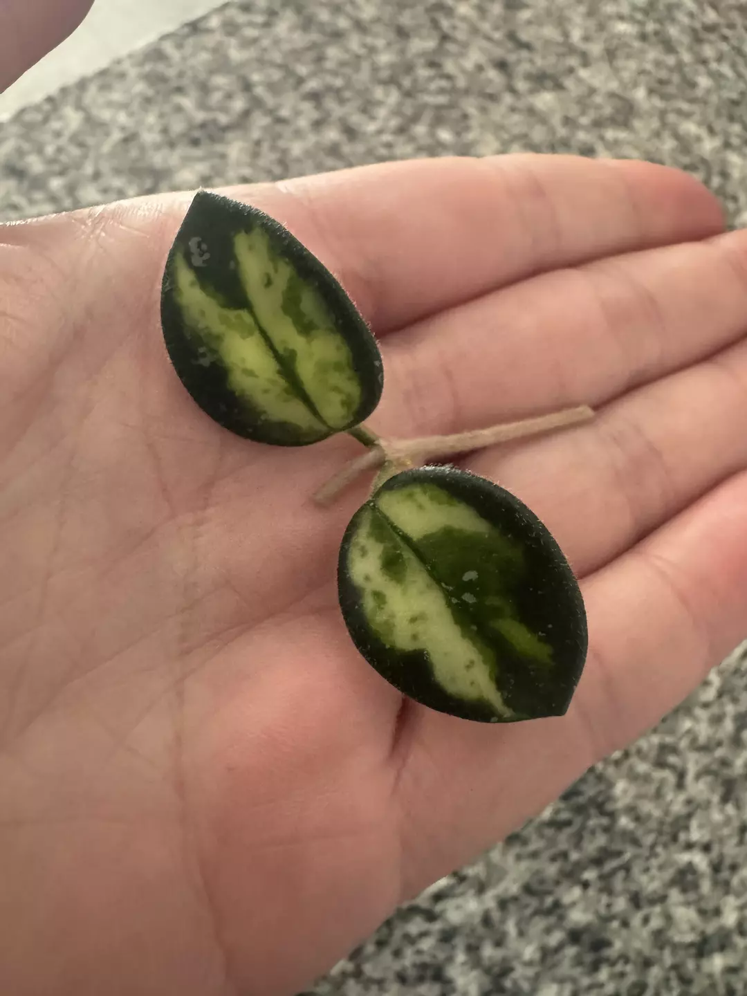 Hoya Mathilde Variegated F (fresh cut) thumbnail