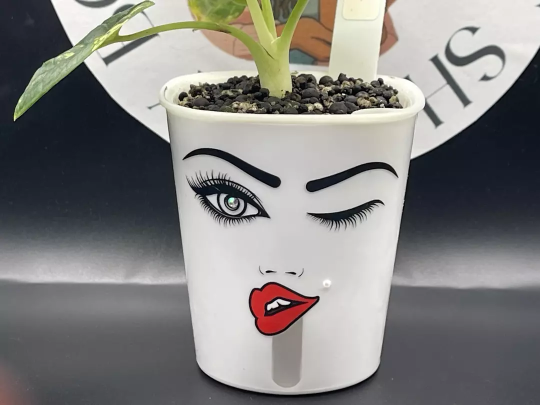 3inch Custom Self Watering Pot thumbnail