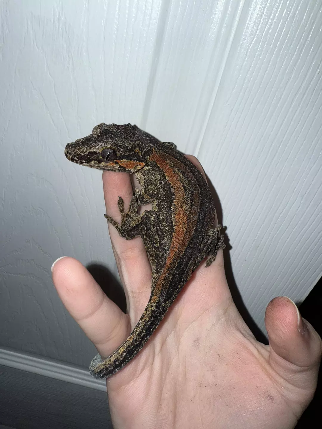 Orange stripe phantom eye female thumbnail