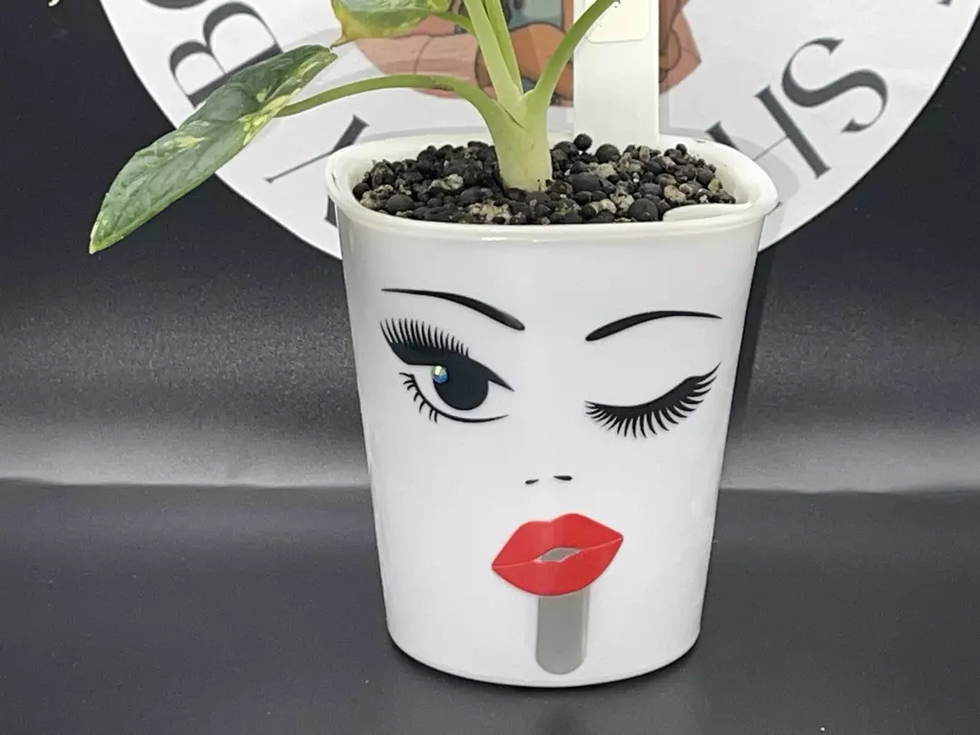 3inch Custom Self Watering Pot thumbnail