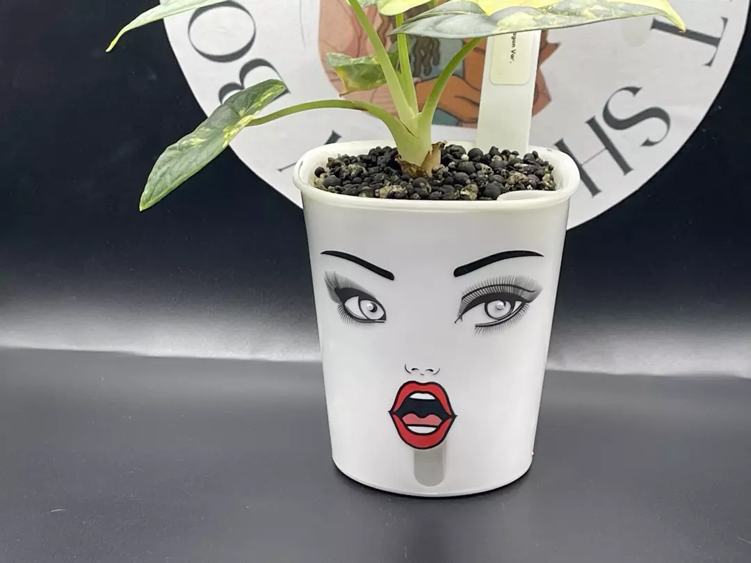 3inch Custom Self Watering Pot thumbnail