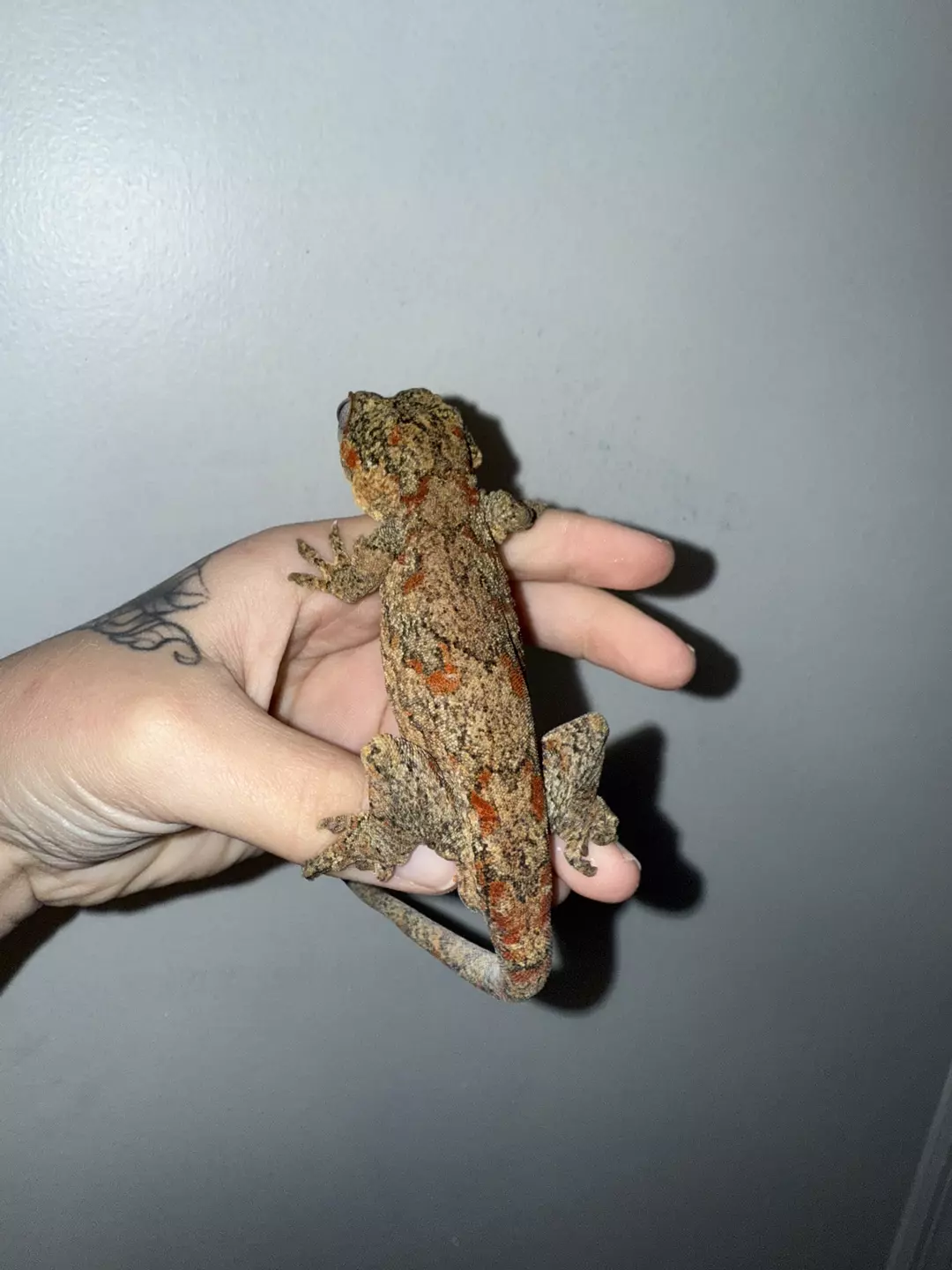 Red blotch proven male  thumbnail