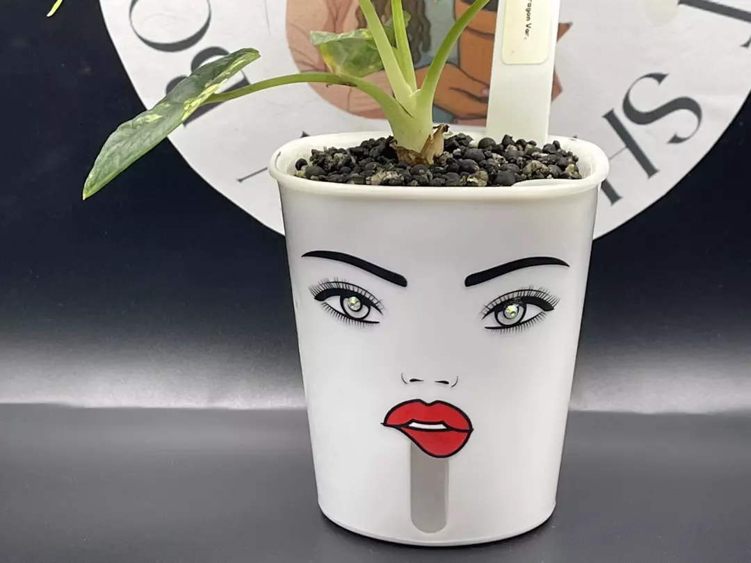 3inch Custom Self Watering Pot thumbnail