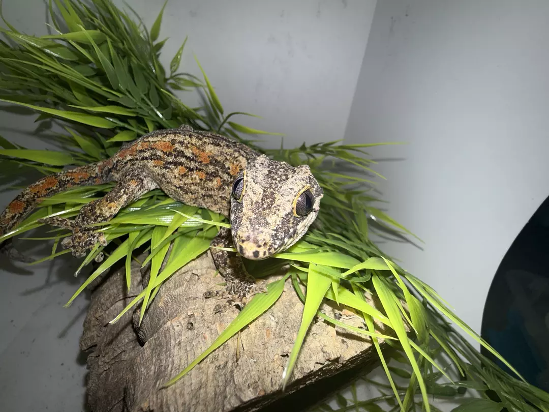 Phantom eye broken orange stripe female thumbnail