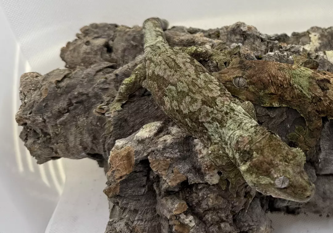 Pine island female thumbnail