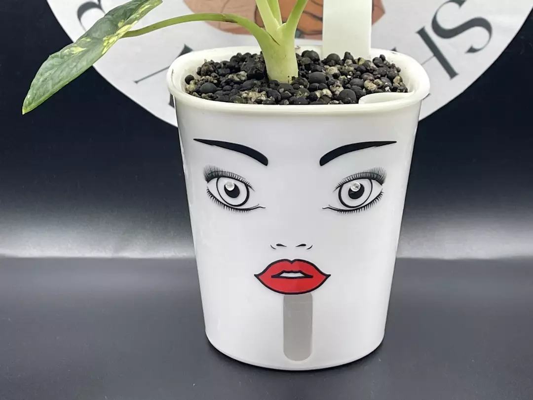 3inch Custom Self Watering Pot thumbnail