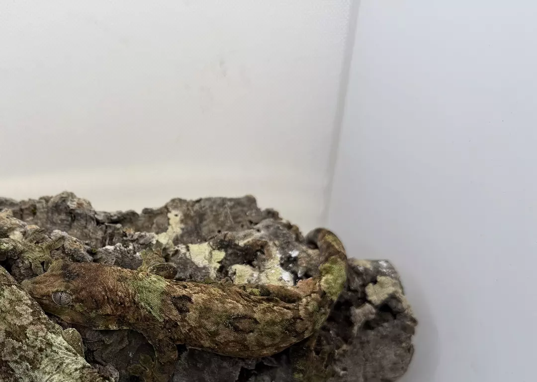 Pine island male thumbnail