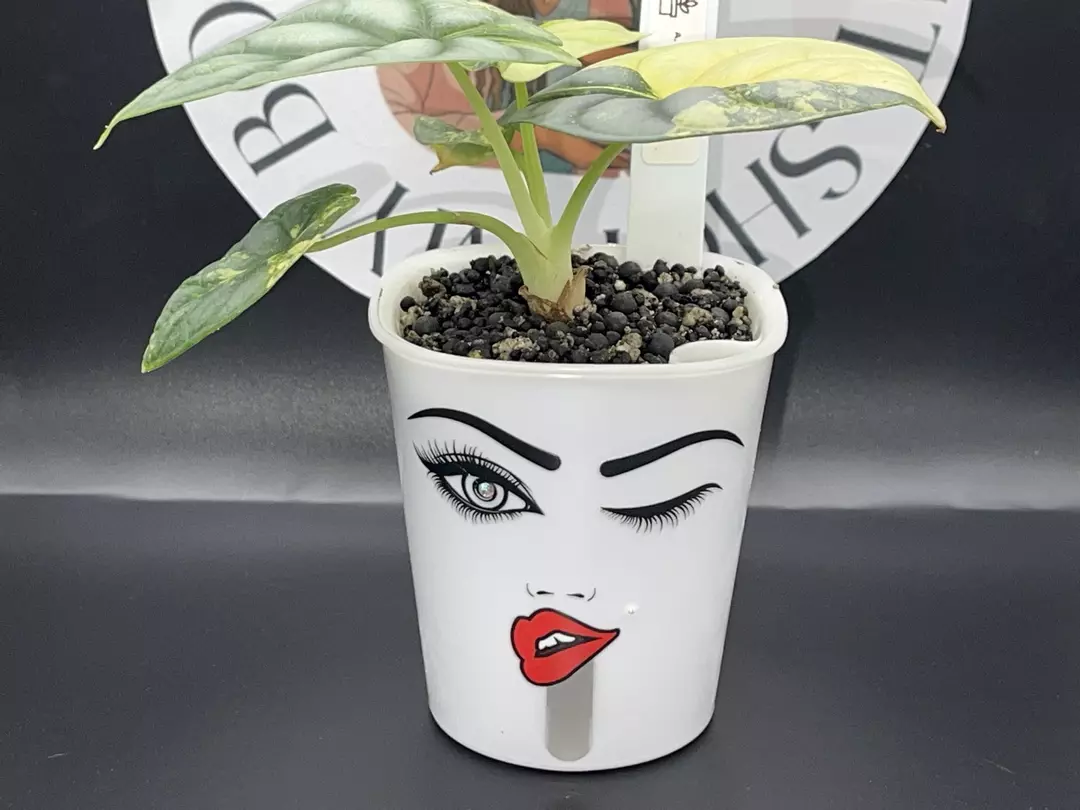 3inch Custom Self Watering Pot thumbnail