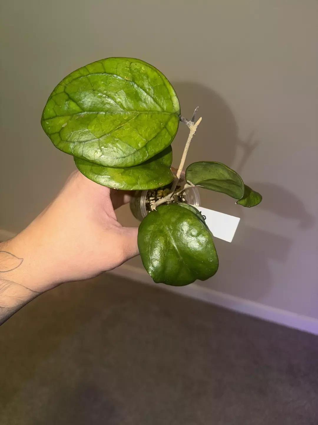 Hoya Ricardo (Vitellina X Deykeae) thumbnail