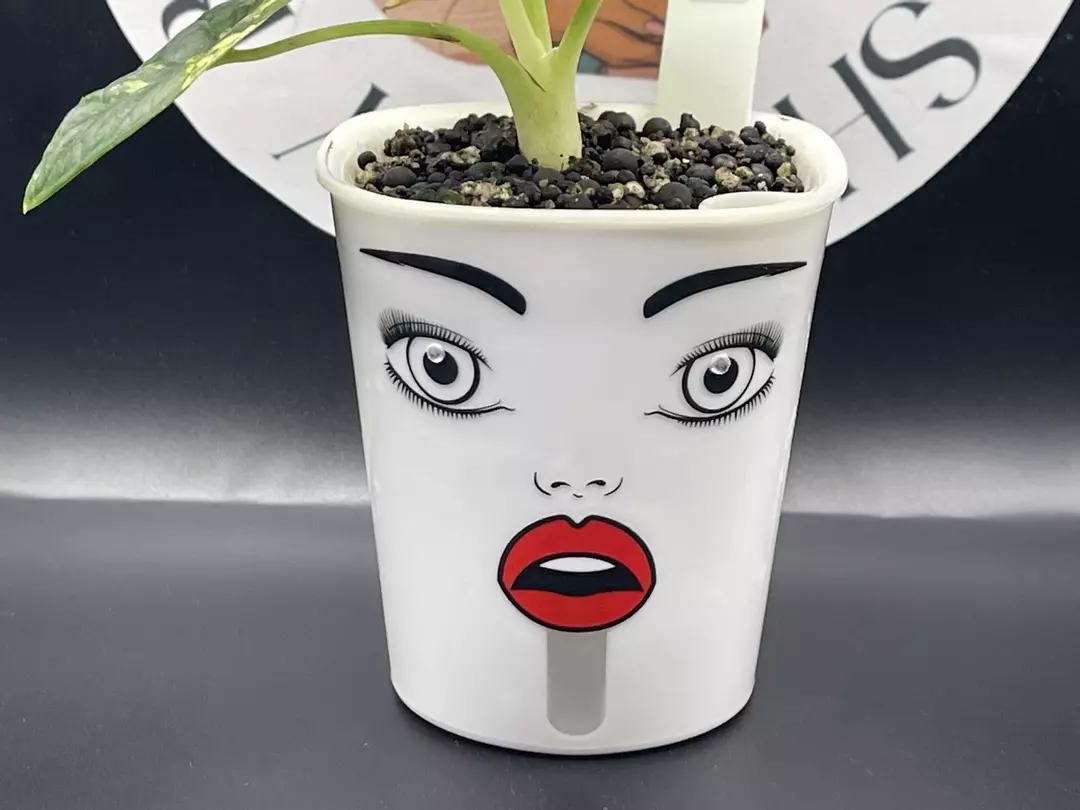 3inch Custom Self Watering Pot thumbnail