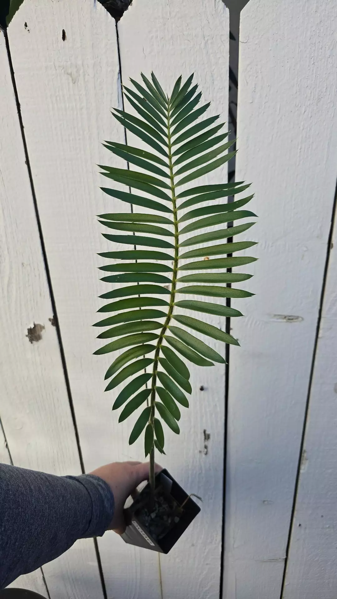 Encephalartos Ngoyanus - 2.5 Inch caudex 0086 thumbnail