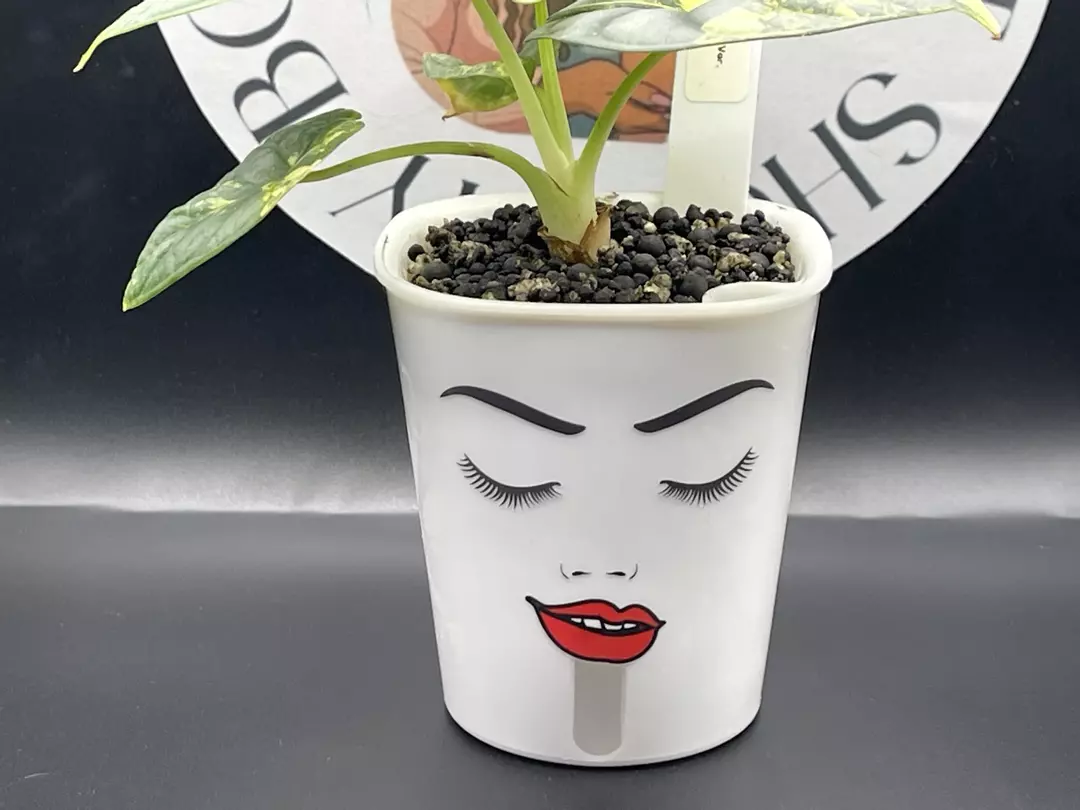 3inch Custom Self Watering Pot thumbnail