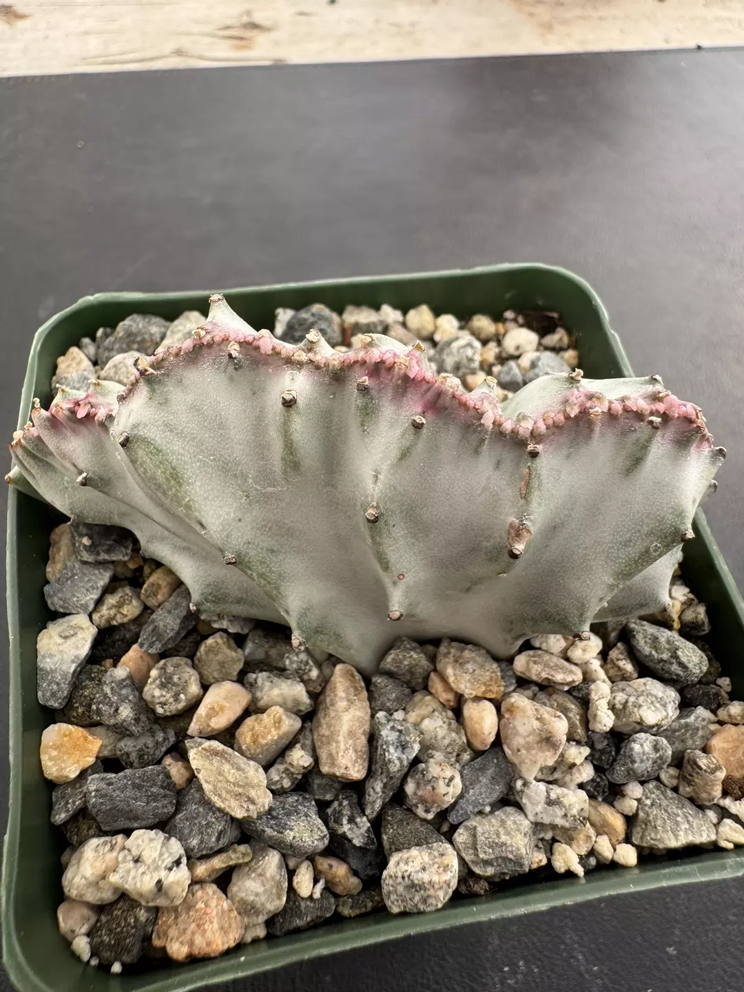 4’ Euphorbia lactea ghost crest thumbnail