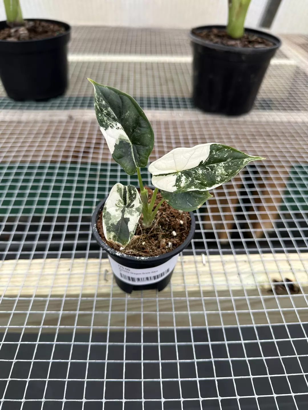 Alocasia Dragon Scale albo thumbnail