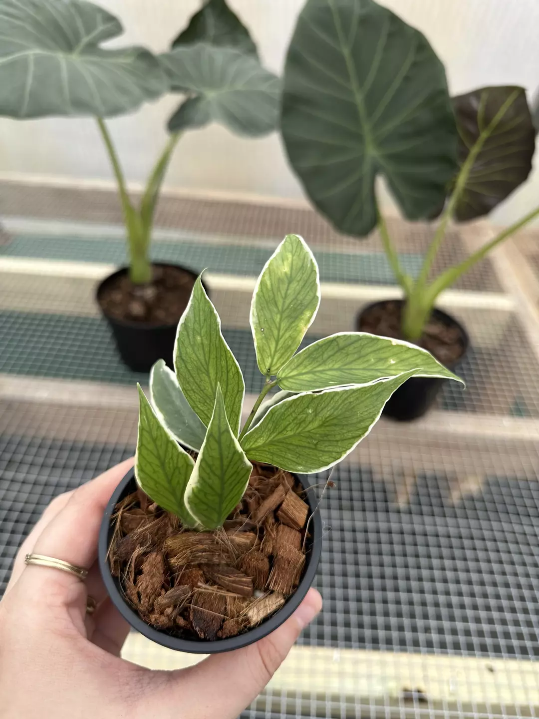 Hoya Polyneura outer var. thumbnail