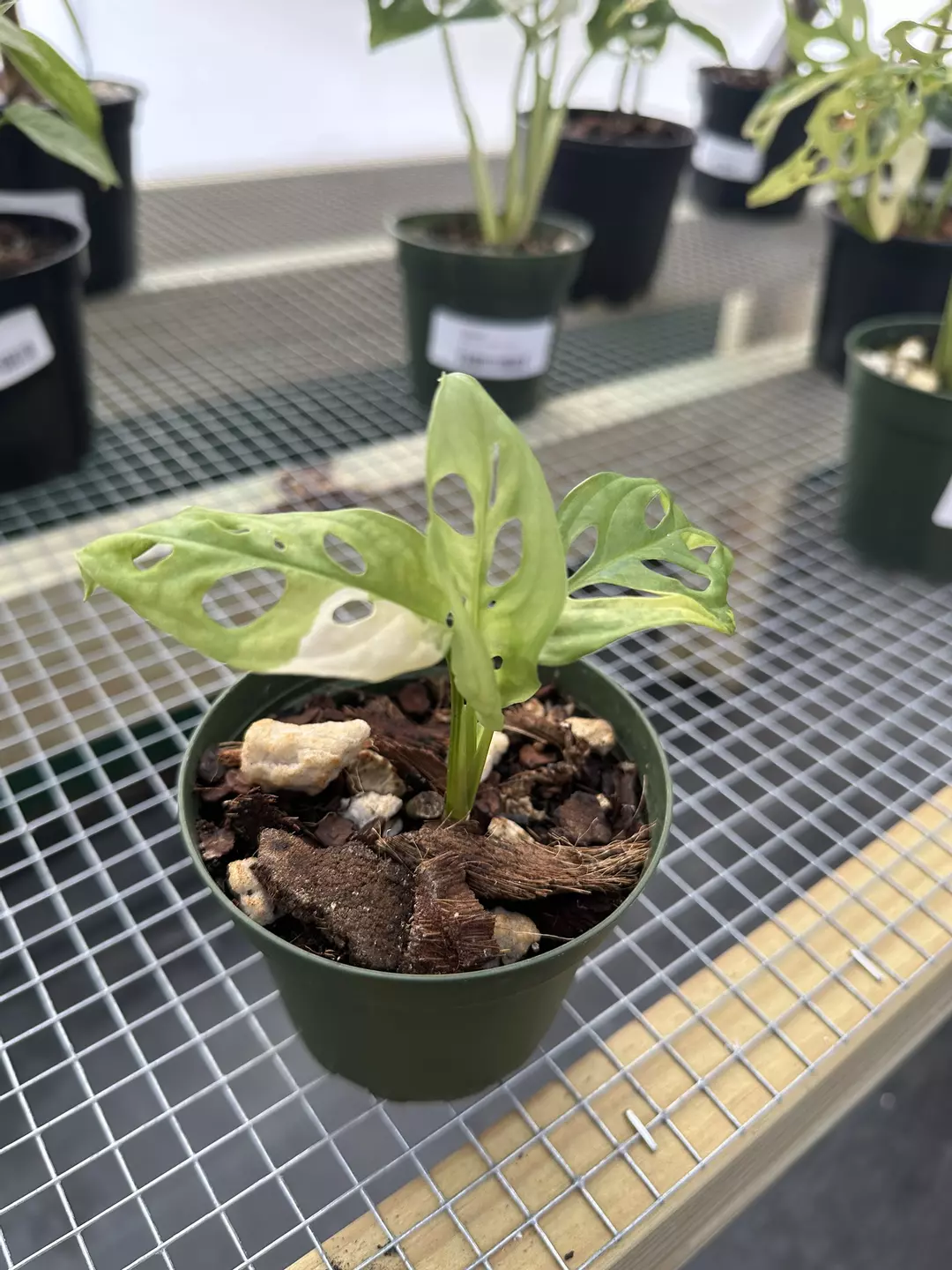 Monstera Adansonii Aurea thumbnail