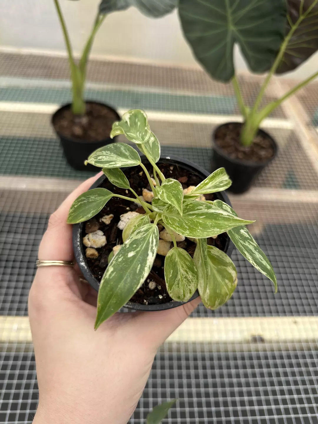 Philodendron Emerald King thumbnail