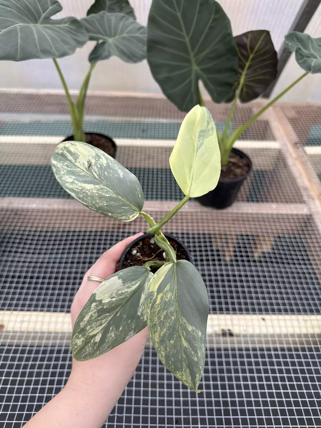 Philodendron Silver Sword var. thumbnail