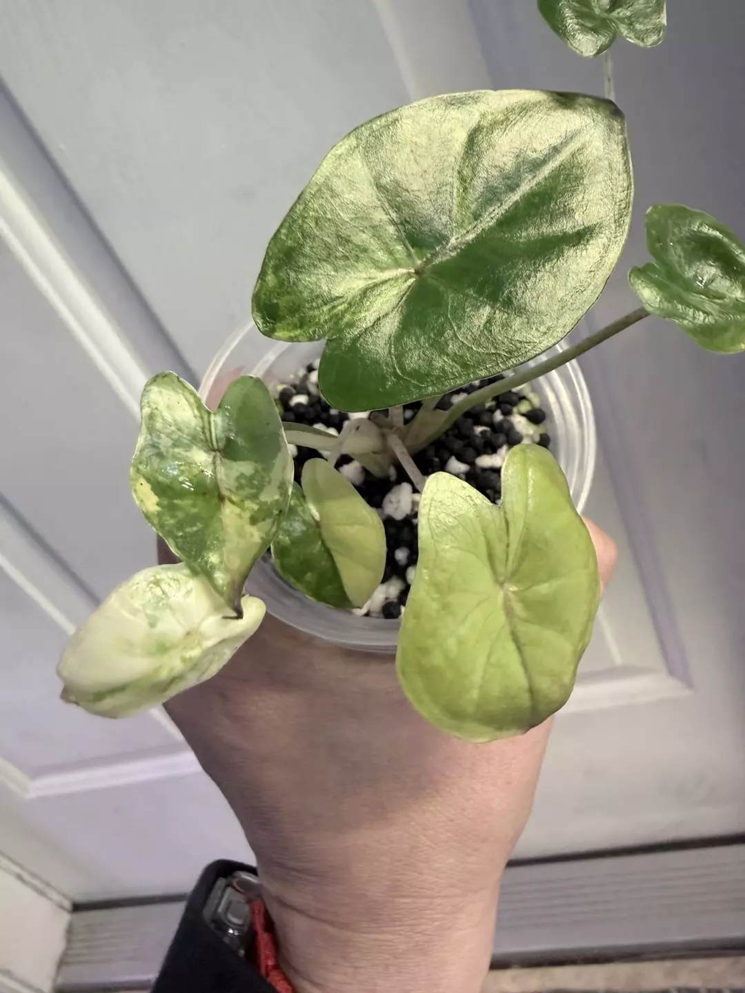 Alocasia Yucatan Princess Variegated- Exact plant 🌱 thumbnail