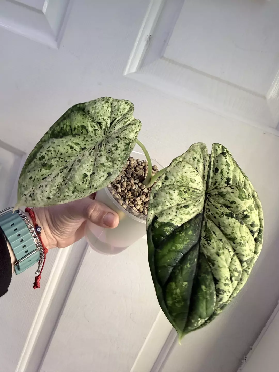 Alocasia dragon scale mint - Exact plant 🌱✨ thumbnail