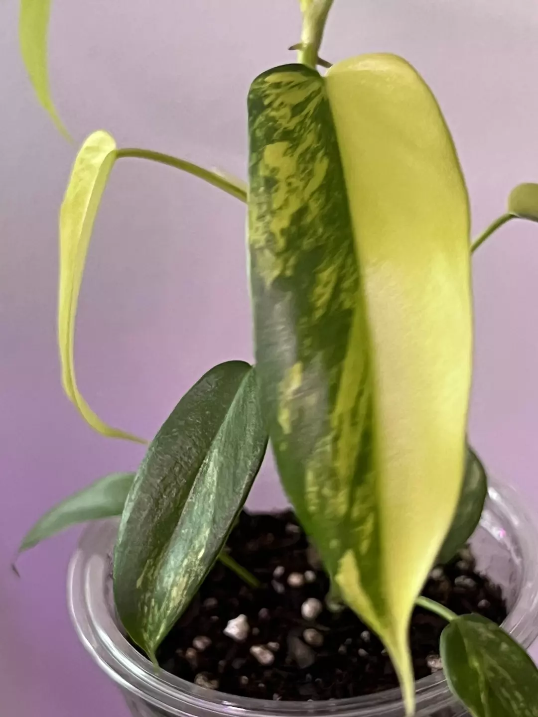 Florida Beauty thumbnail