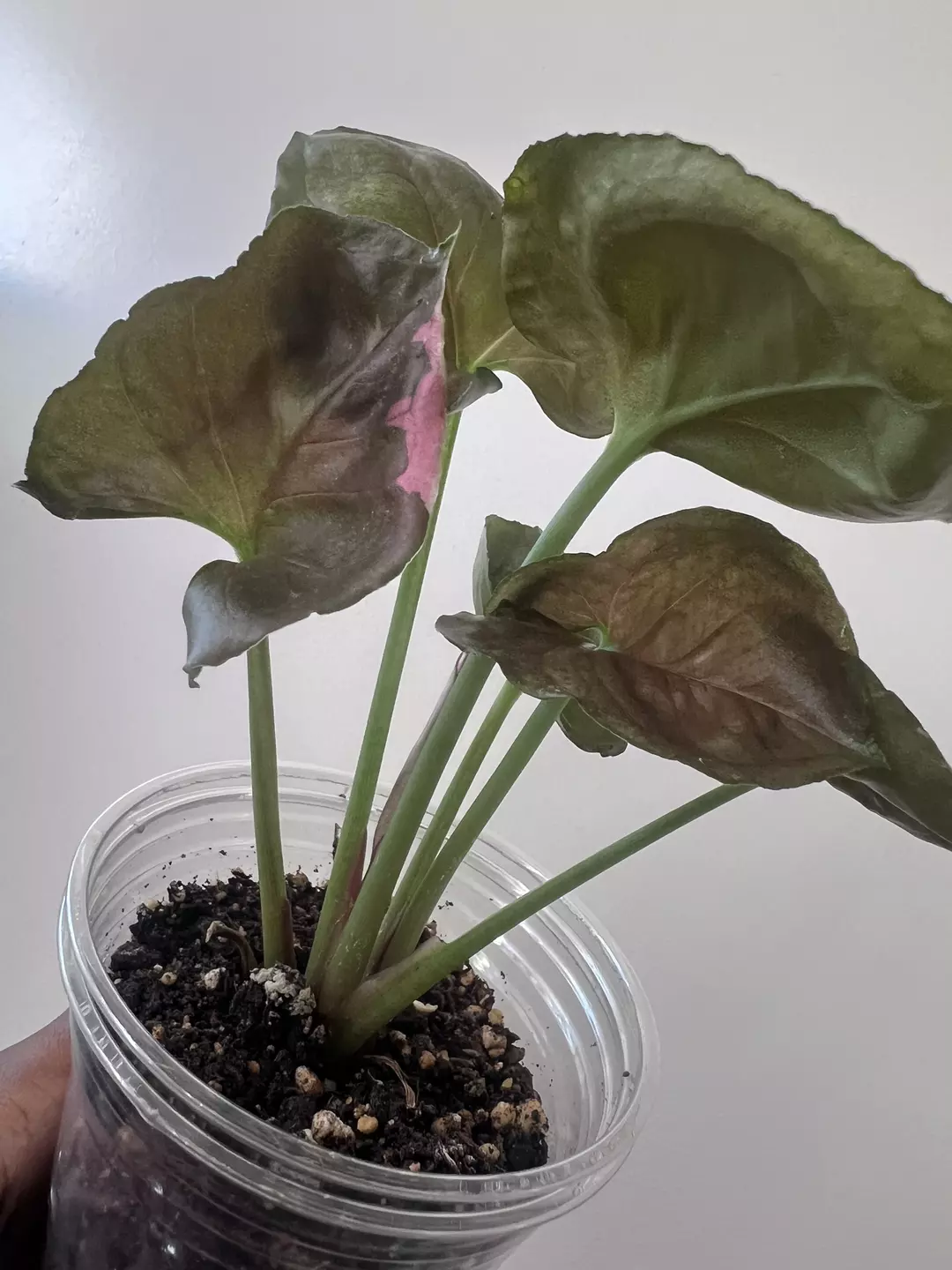 Strawberry Galaxy Ice Syngonium thumbnail