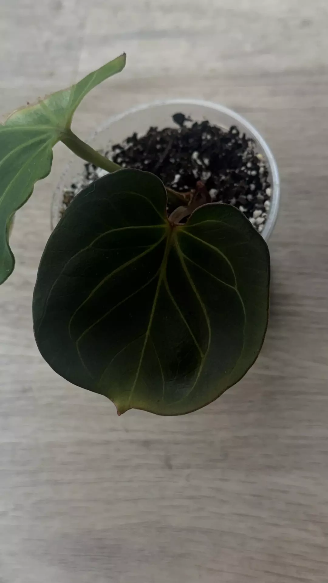 round stripy veinings KOS thumbnail