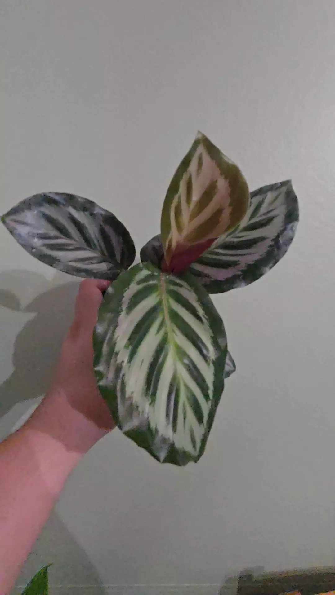Calathea Red Peacock thumbnail