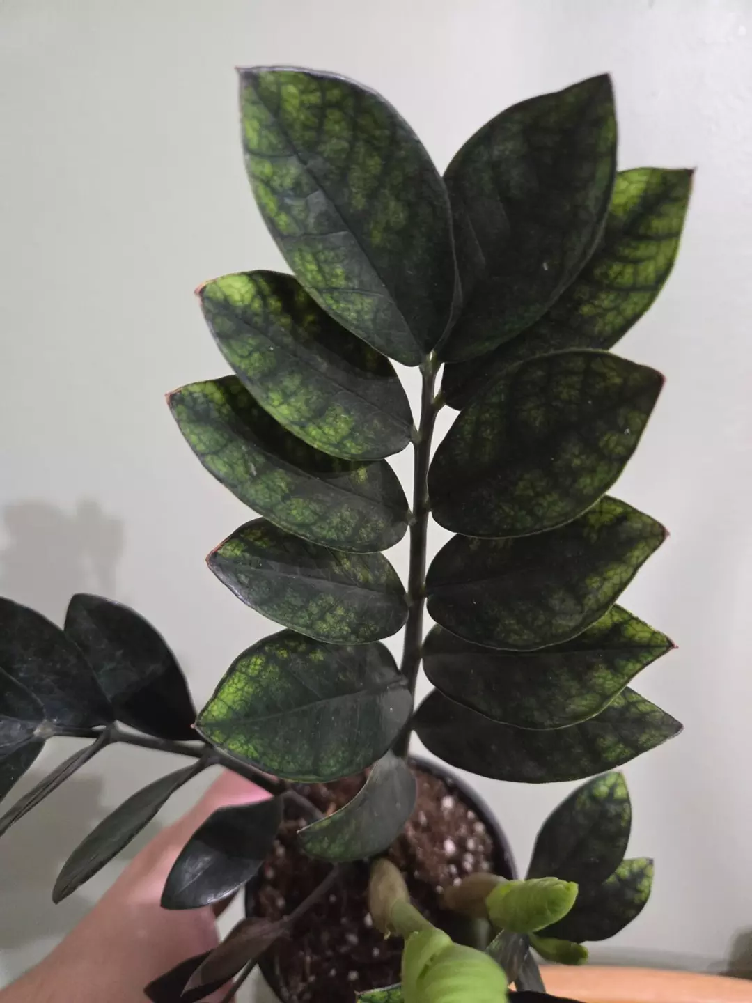 ZZ Black Raven thumbnail