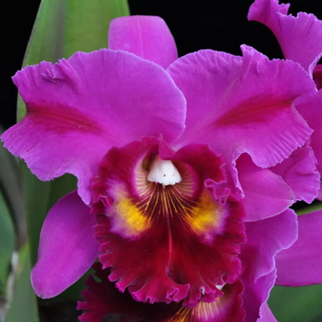 Rlc. Marsha T. Tsuruda ‘Volcano Queen’ NBS thumbnail
