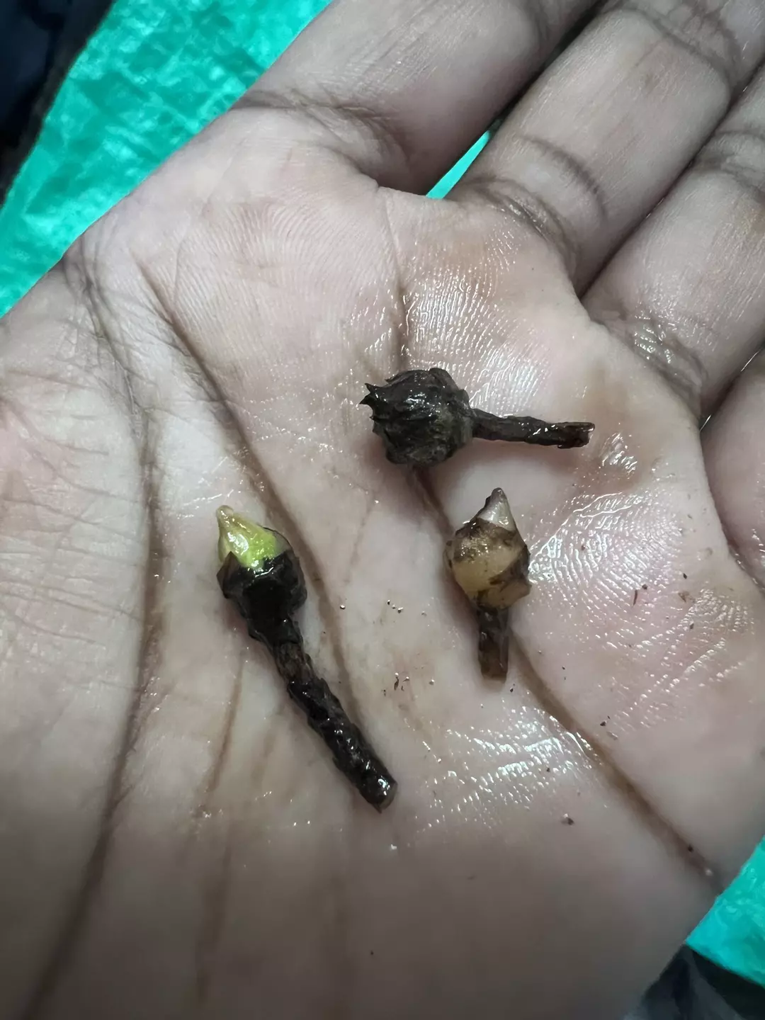 Corm Bundle thumbnail