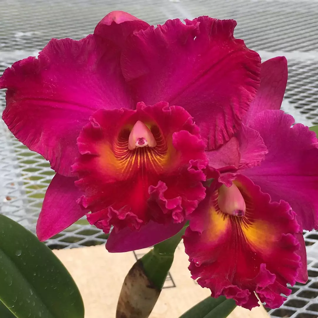 Rlc. Cathi Yamanaka ‘Volcano Queen’ NBS thumbnail