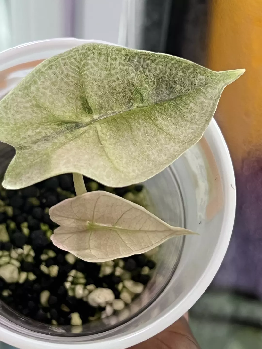 Pink Polly Ghost thumbnail