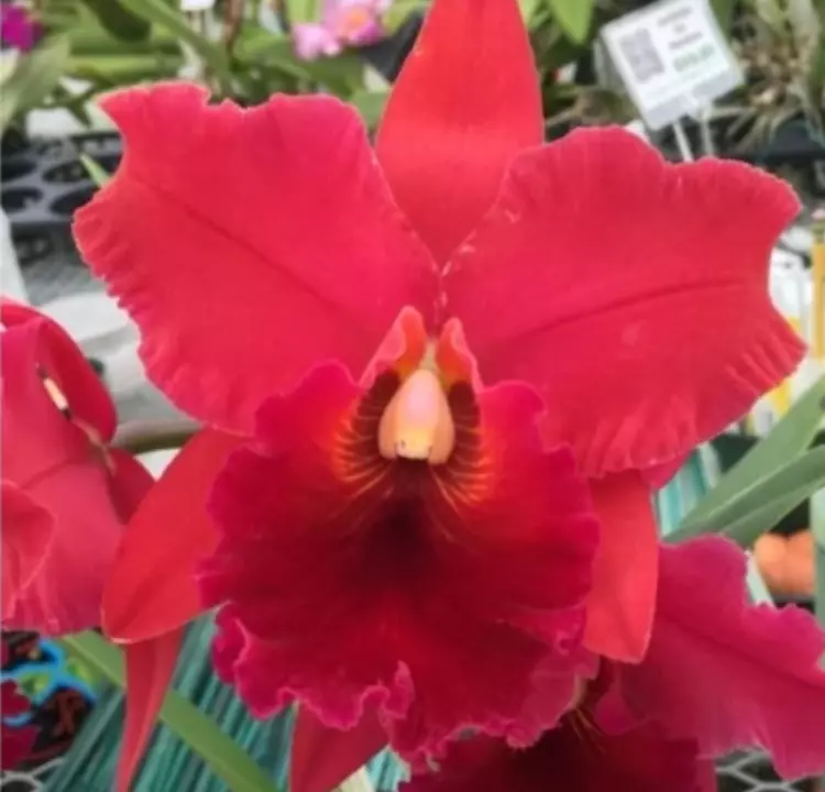 Rlc. Ayayusa ‘Volcano Queen’ NBS thumbnail