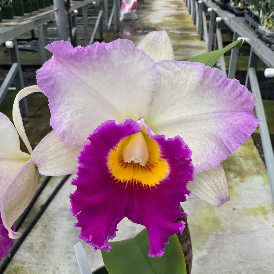 Rlc. Mary Lupi ‘Volano Queen’ NBS thumbnail