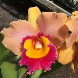Rlc. Stitch Labs ‘Volcano Sunset’ NBS thumbnail