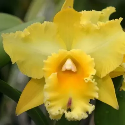 Rlc. Yuko Ito ‘Voclano Queen’ NBS thumbnail