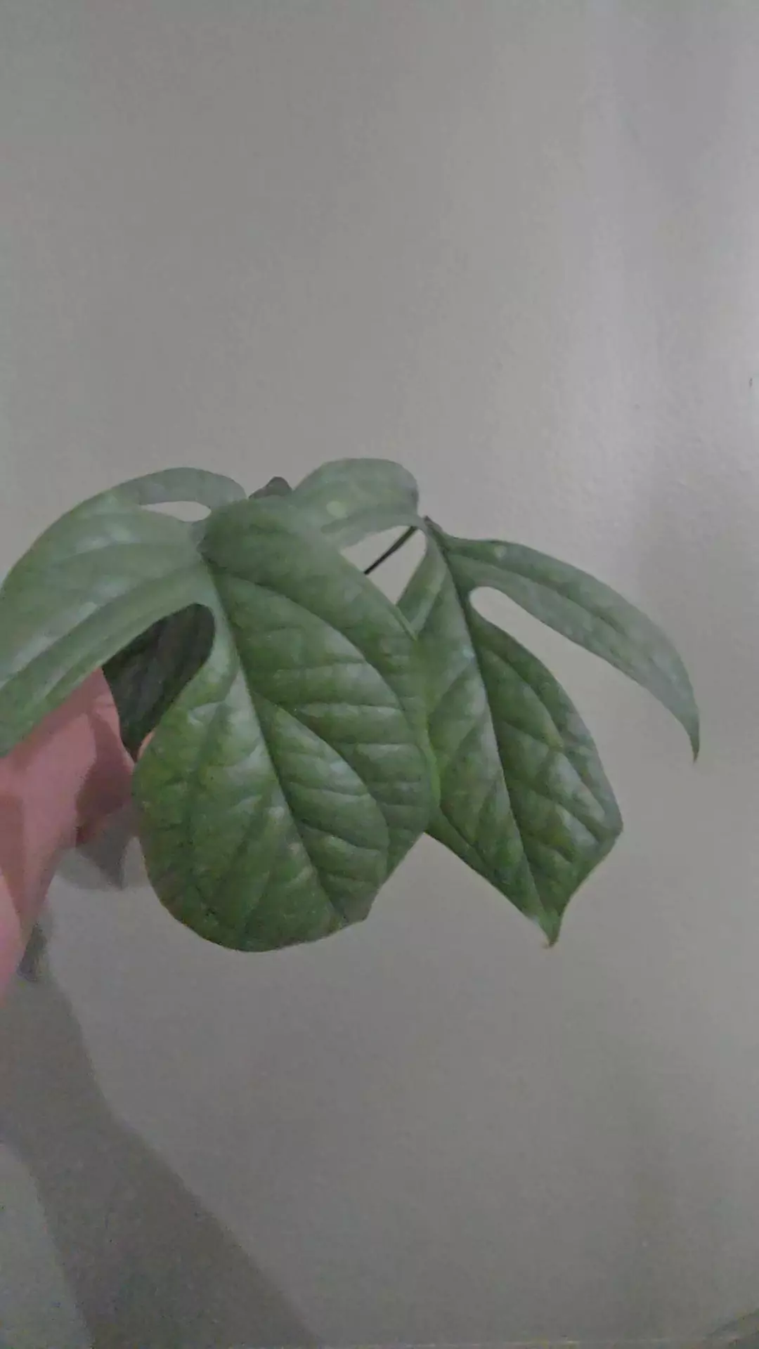 Amydrium Silver thumbnail