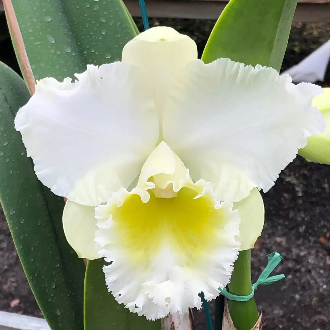 Rlc. Kona Beauty NBS thumbnail
