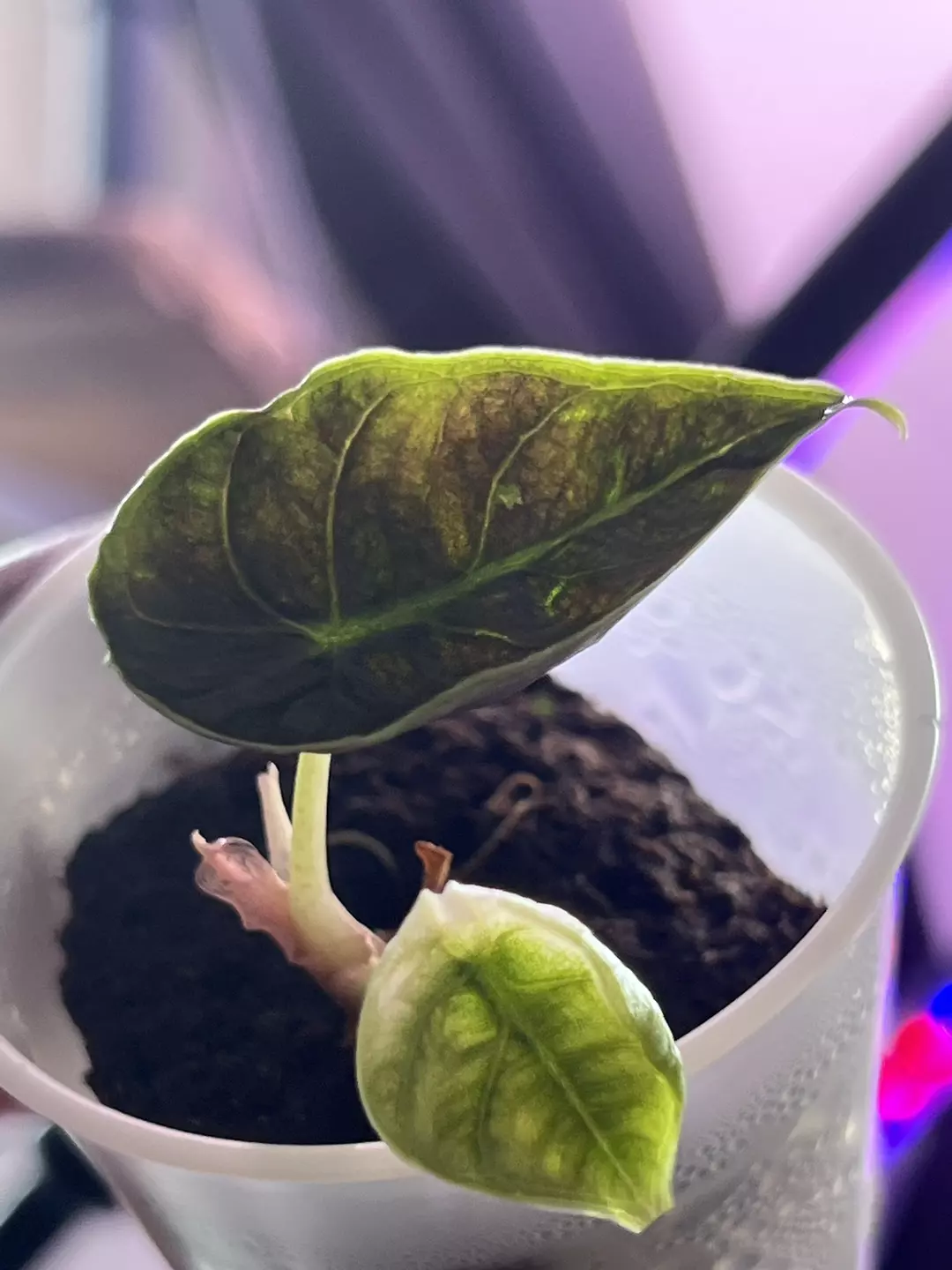 Azlanii Aurea thumbnail