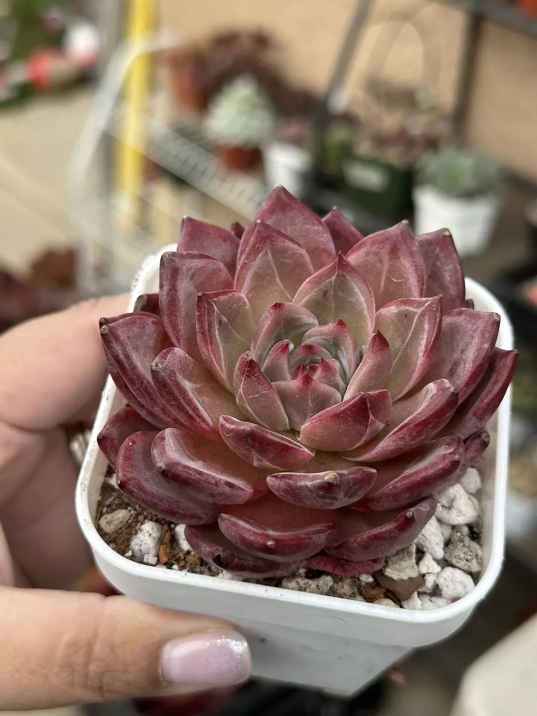 Echeveria EOS thumbnail