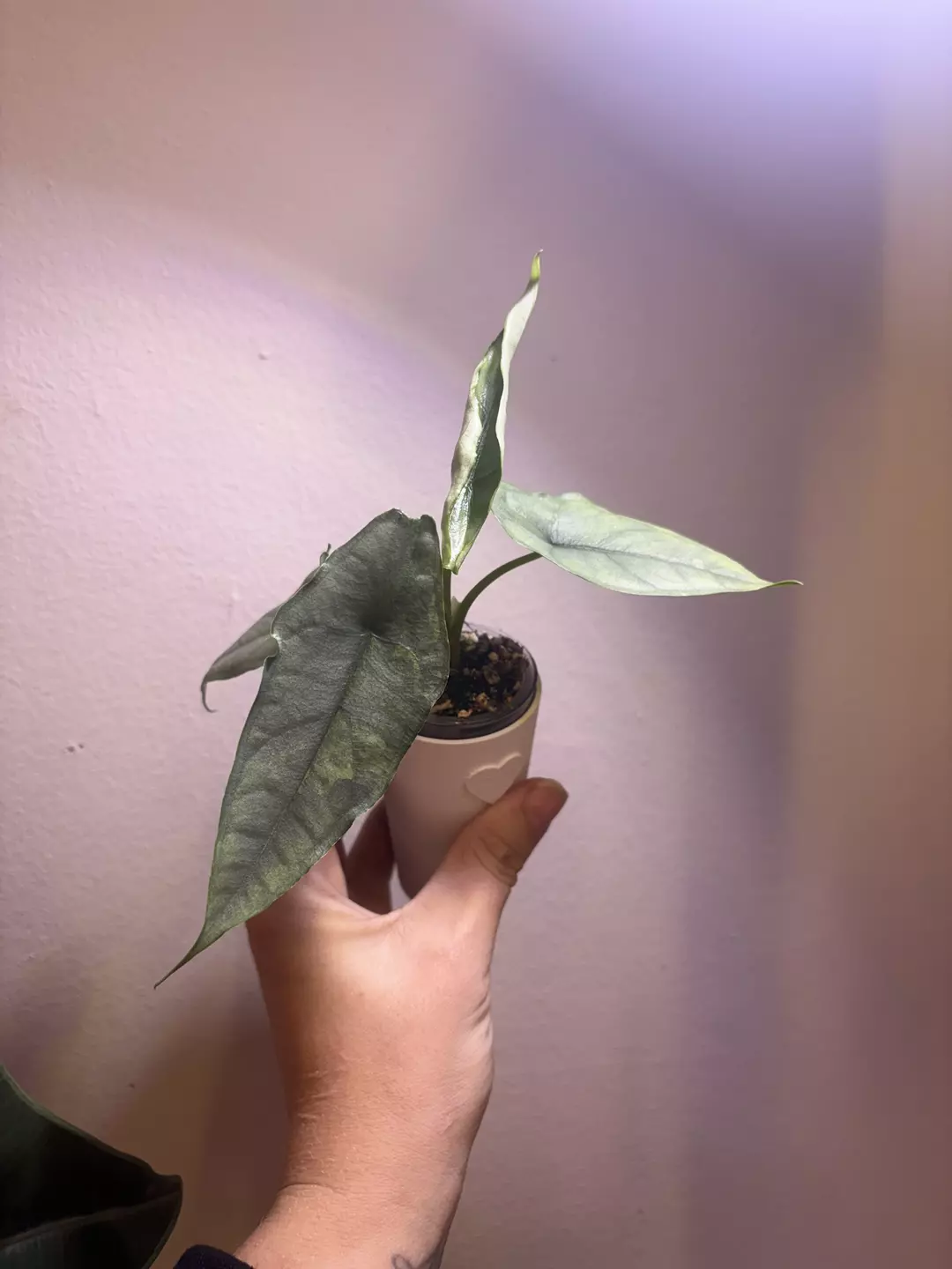 ✨Alocasia Dragons Breath Aurea✨ thumbnail