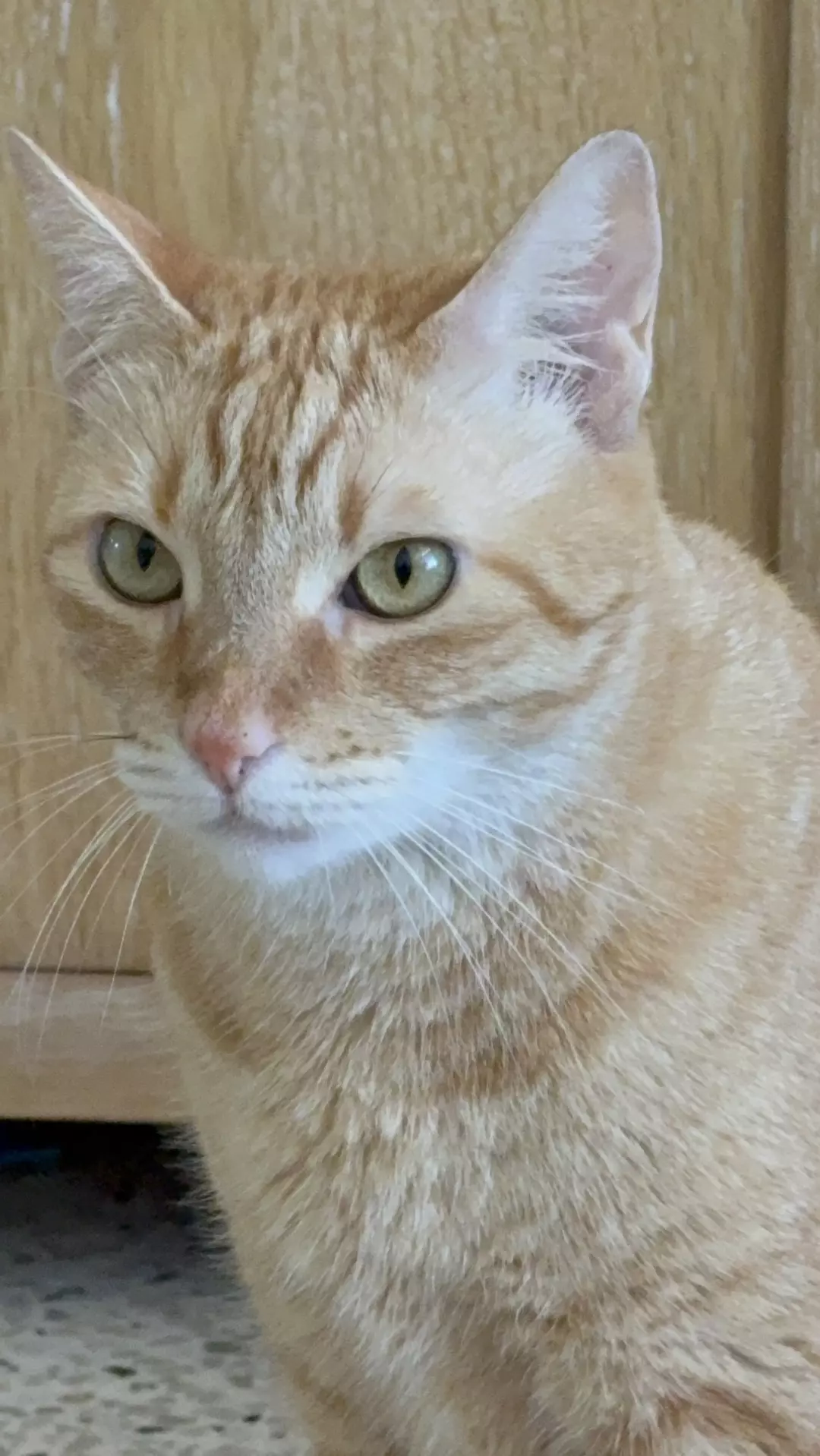 Two Mystery Alocasia Pups OH MY!  thumbnail