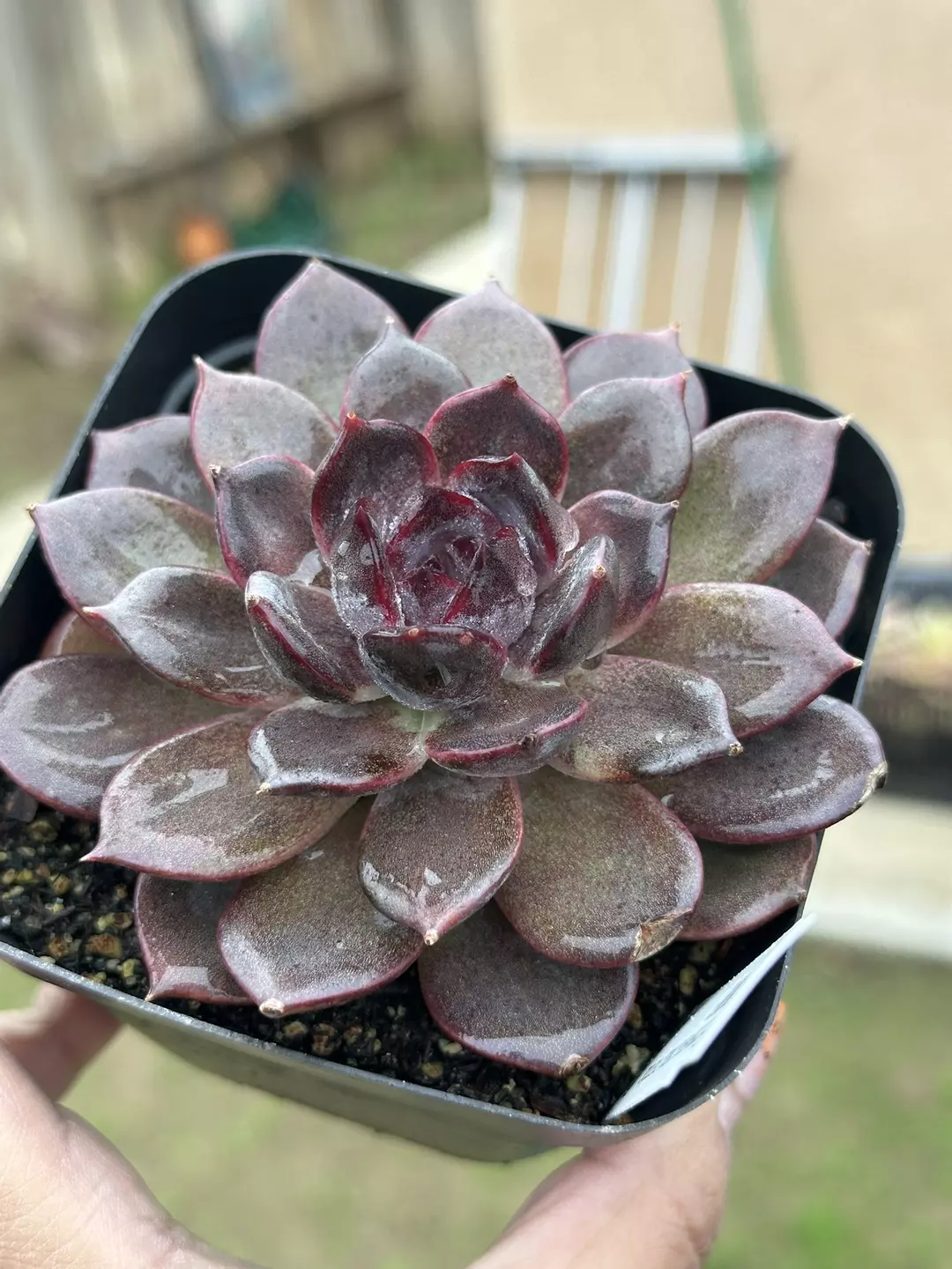 Black Mamba thumbnail