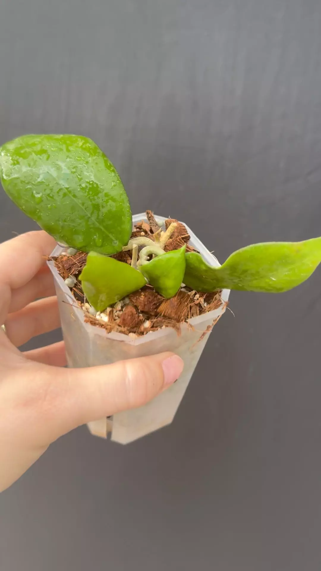 Hoya ‘Sunshine’ MB 1594 (mindorensis x MB 1228) mild pleasant fragrance thumbnail