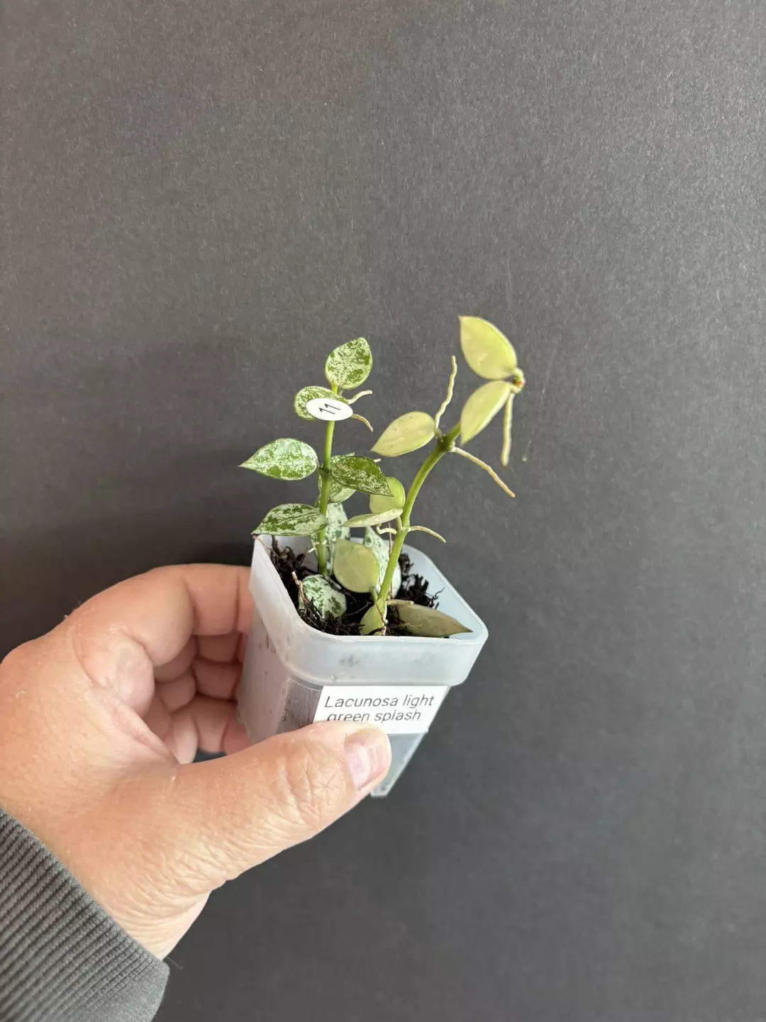 Lacunosa light green splash thumbnail