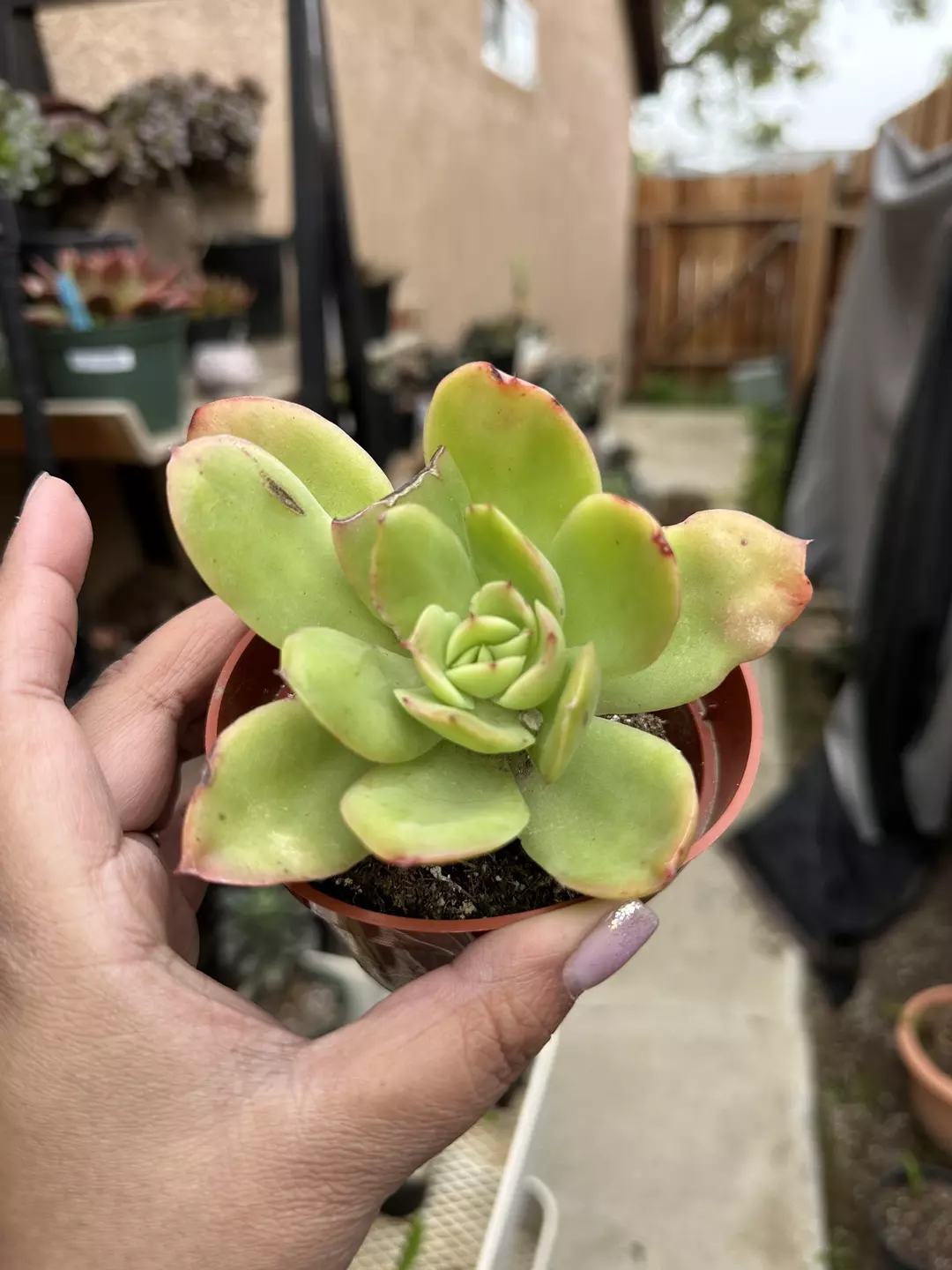 Golden Glow  thumbnail